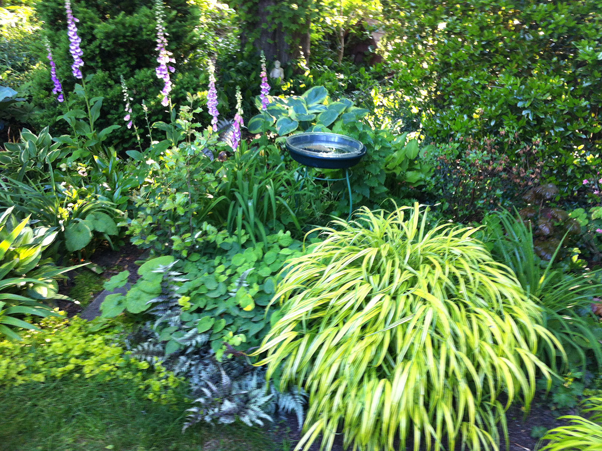 shade garden with vibrant foliage plants