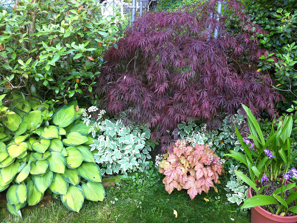 small red japanese maple in garden