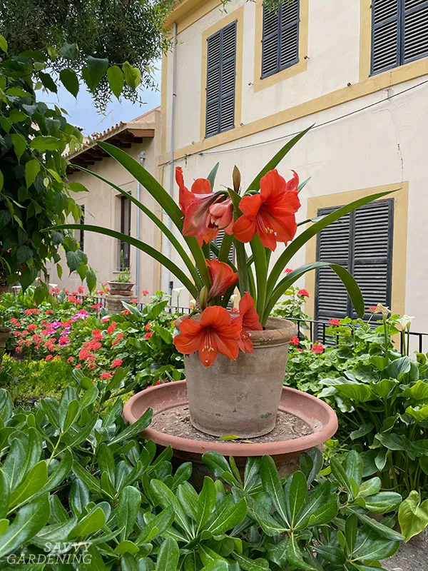 a potted amaryllis plant displayed outdoors