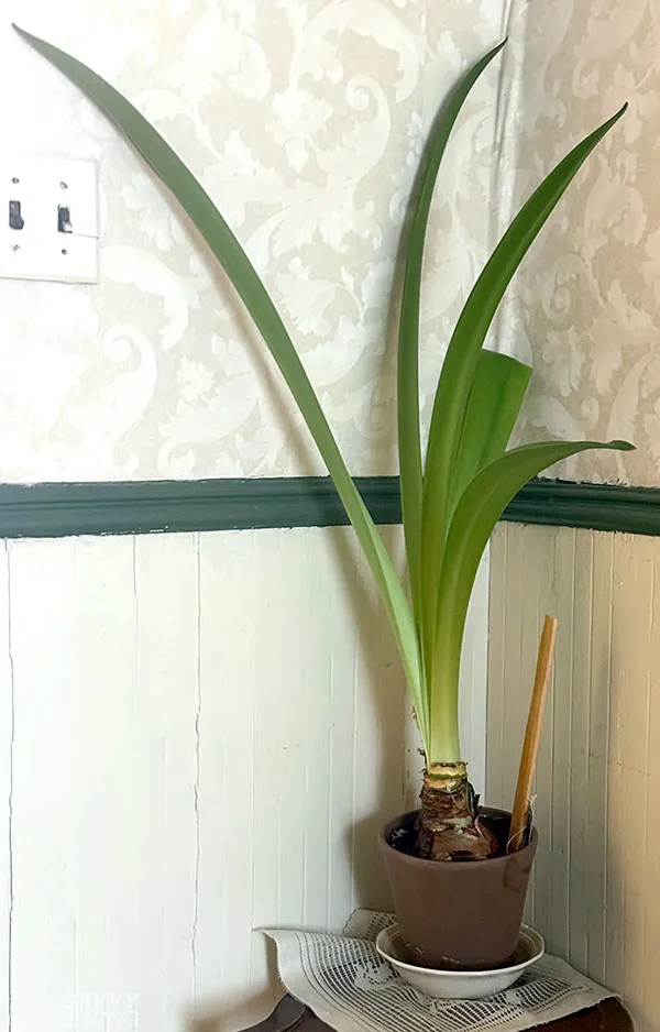 a leafy amaryllis plant