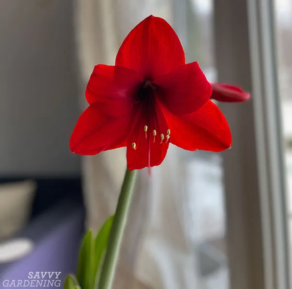 a red amaryllis flower