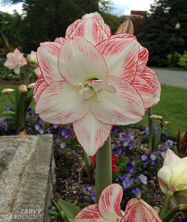 an amaryllis in bloom at the halifax public garden