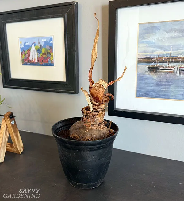 an amaryllis bulb with dead leaves attached