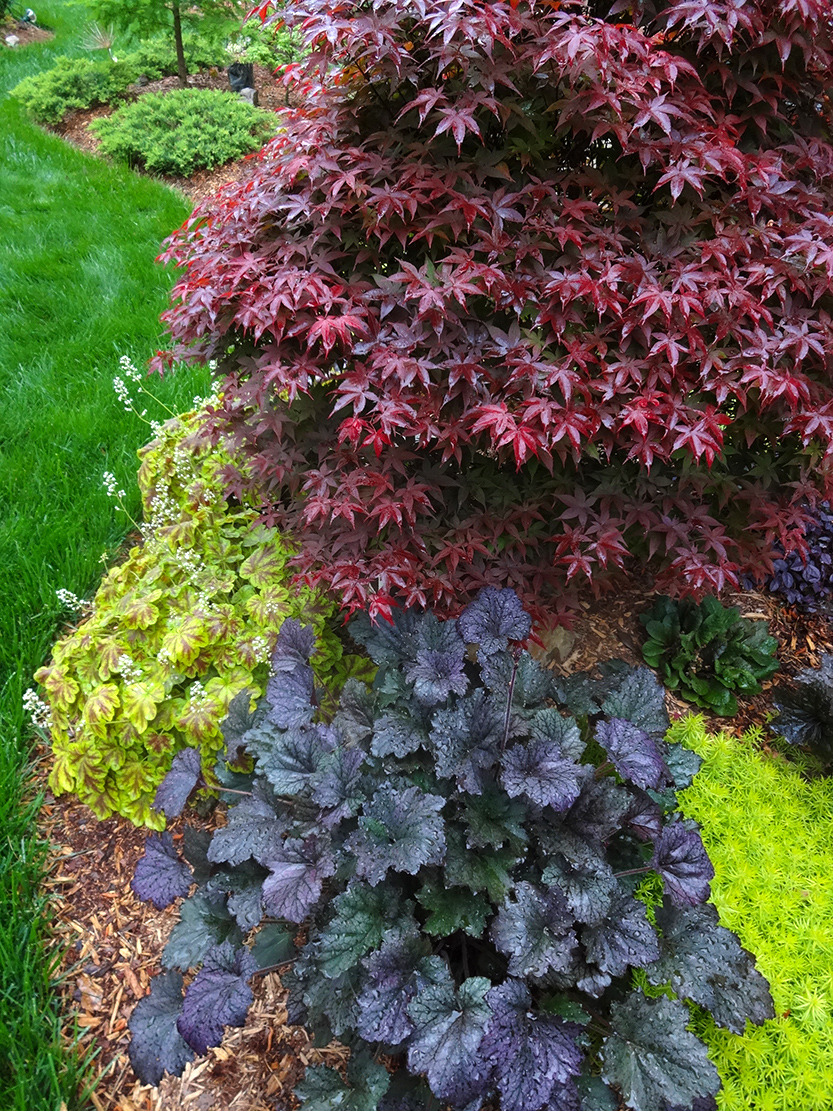 brightly colored foliage plants