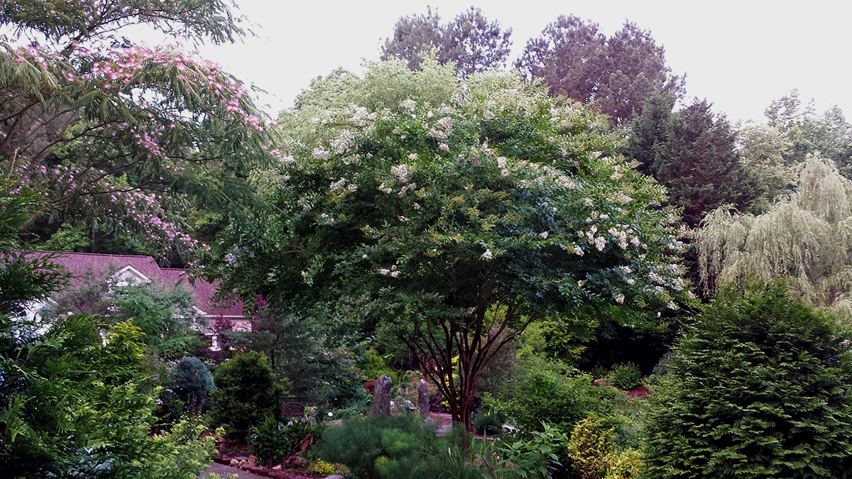 trees and shrubs in front garden