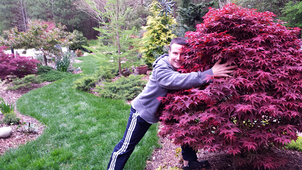 gardener hugging maple tree