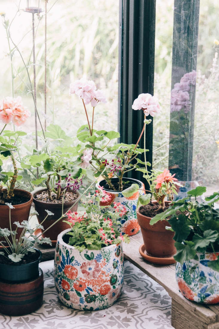pelargoniums in mix-and-match containers benefit from the floor-to-ceiling windows.