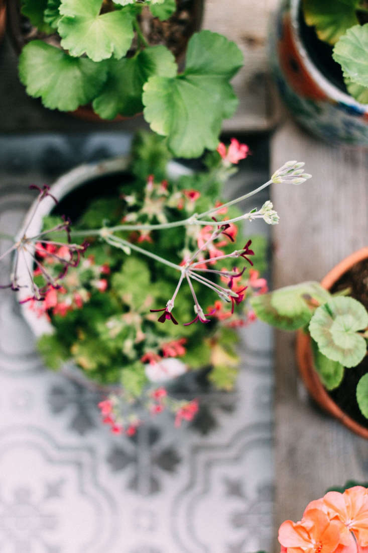 the shed has no running water, but a water-saving system catches rainwater from the roof.