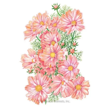 apricotta cosmos seeds