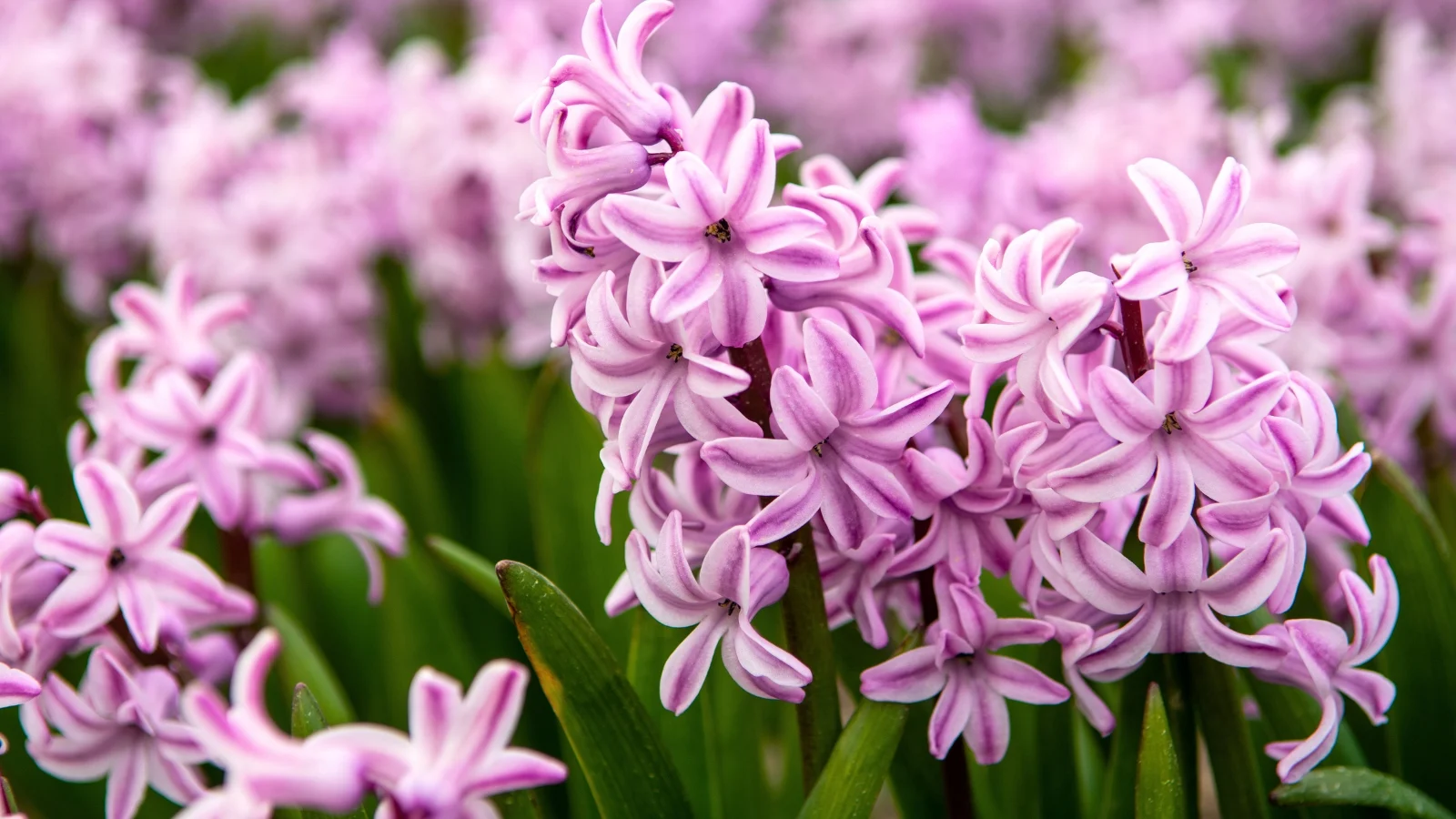 clusters of fragrant, soft lilac blossoms form dense, upright spikes above glossy, strap-shaped green leaves, creating a lush display.