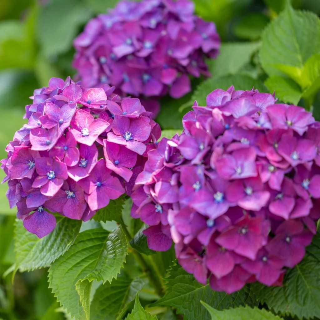 what to do with hydrangeas in the spring