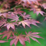 Everything You Need to Know About Growing a Japanese Maple Tree