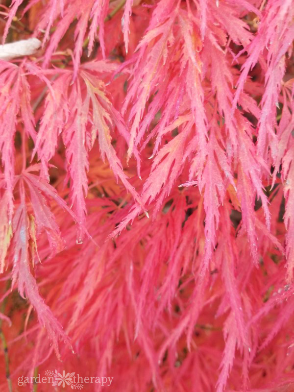 close-up image of feathery, bright red japanese maple leaves