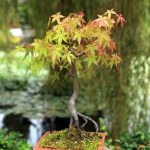 Potted Trees: the Best Container Trees to Grow in Pots