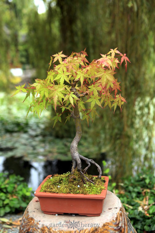bonsai japanese maple tree in a square ceramic pot in front of a pond