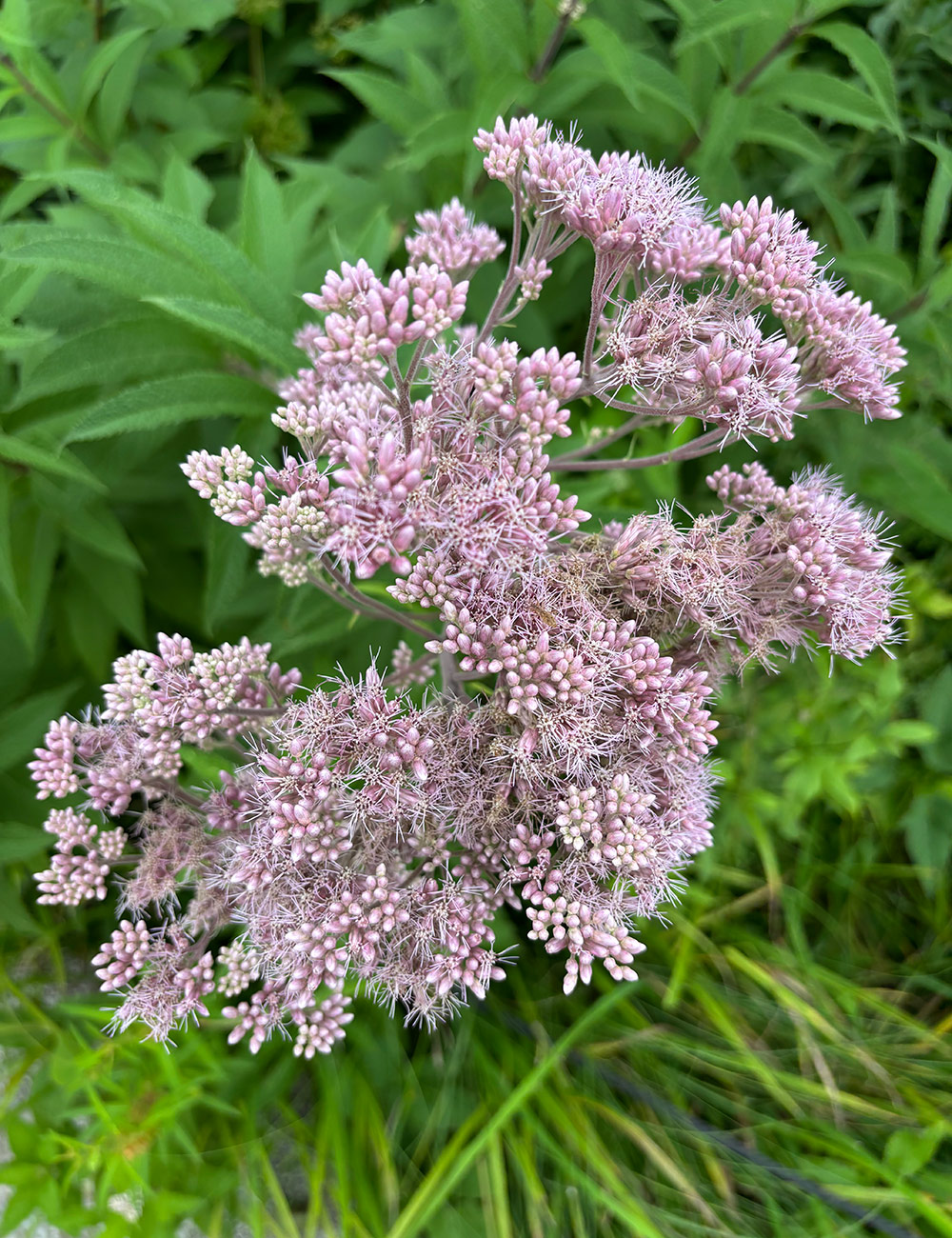 close up of light pink flowers