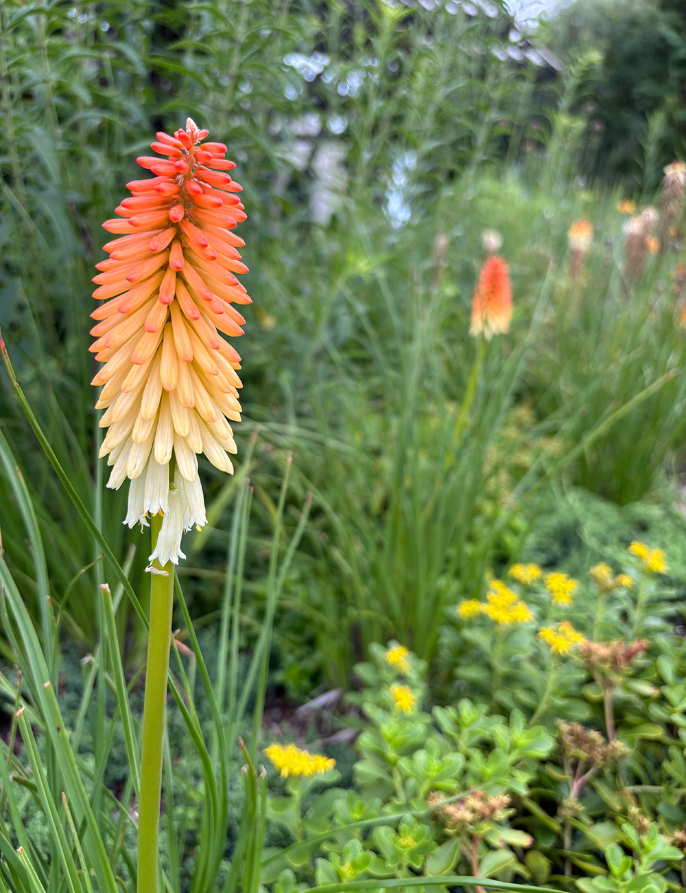 red hot poker flower in front of garden