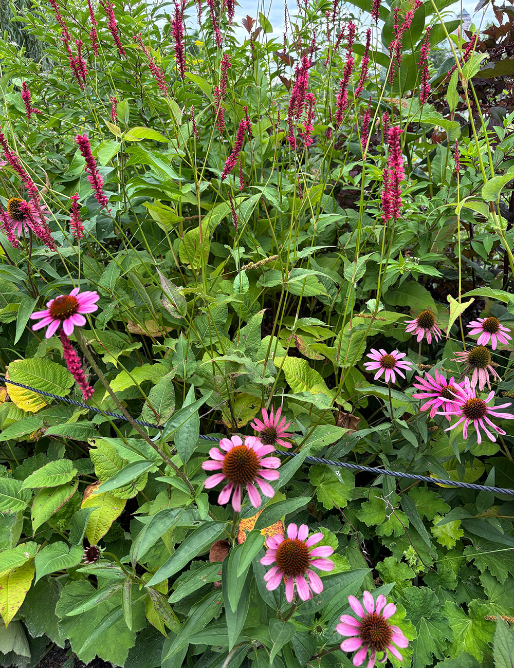 close up of pink flowers