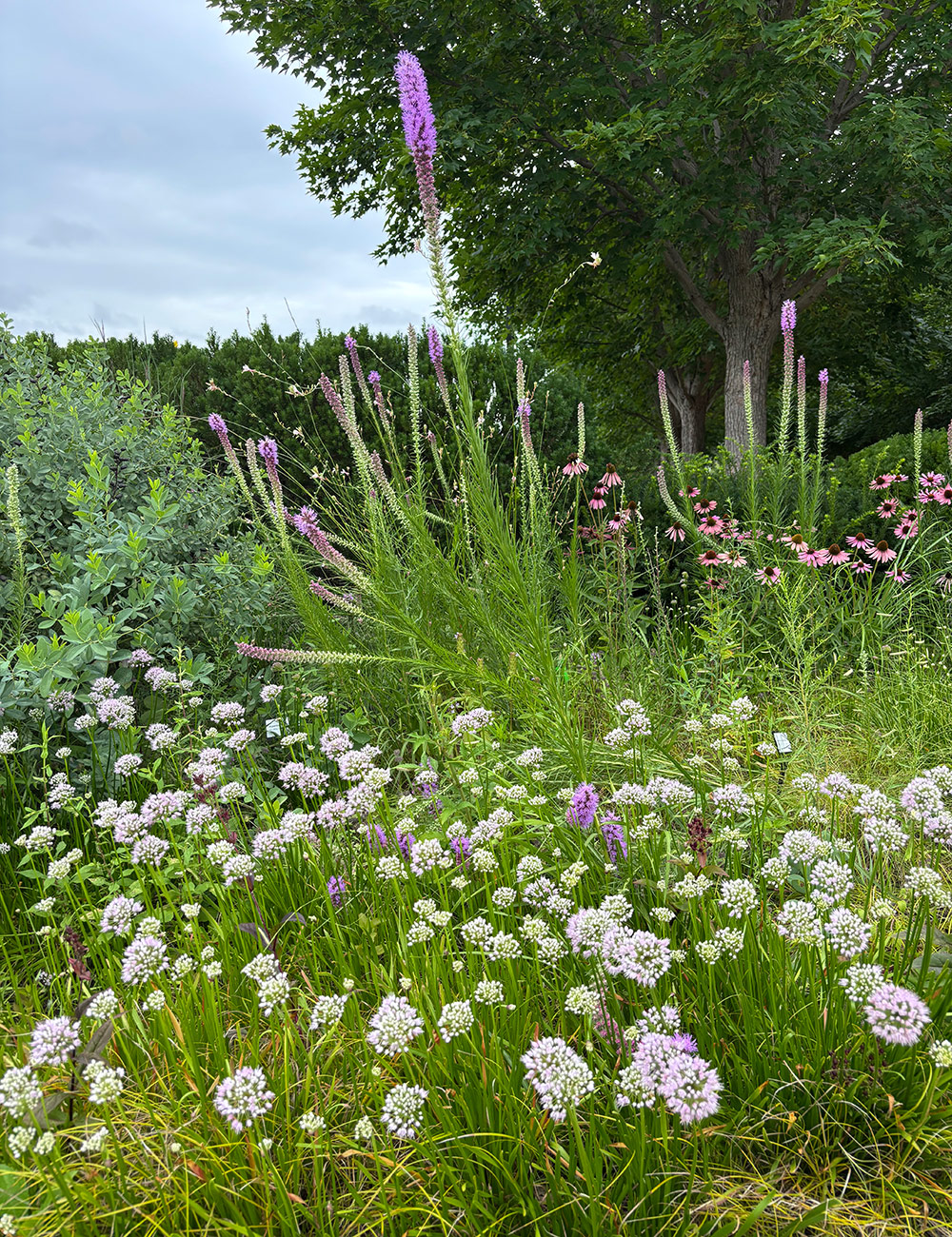round purple flowers below tall spires of purple flowers