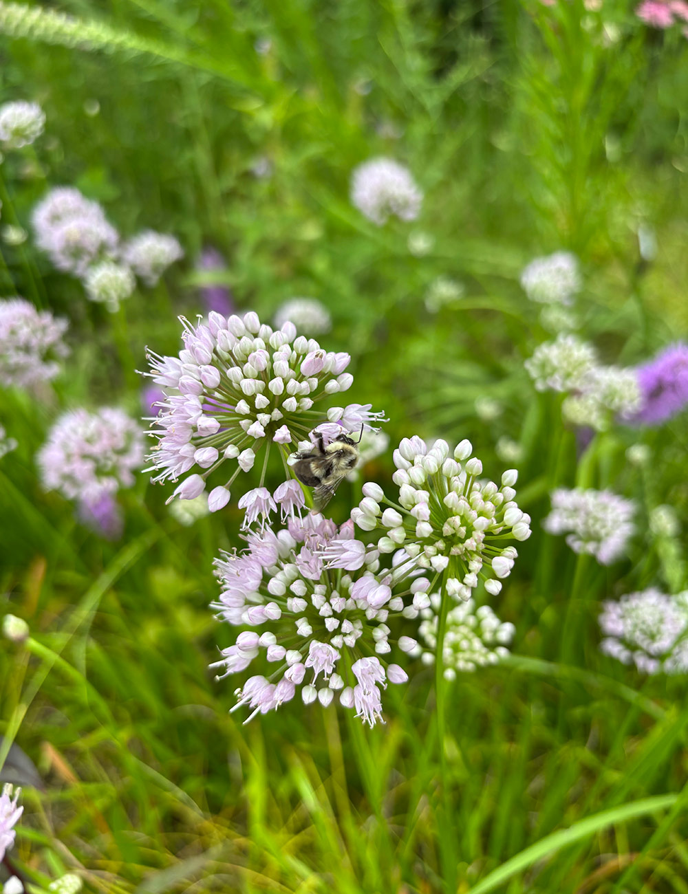 close up of light purple allium