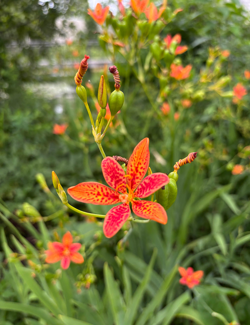 close up of small bright orange flowers