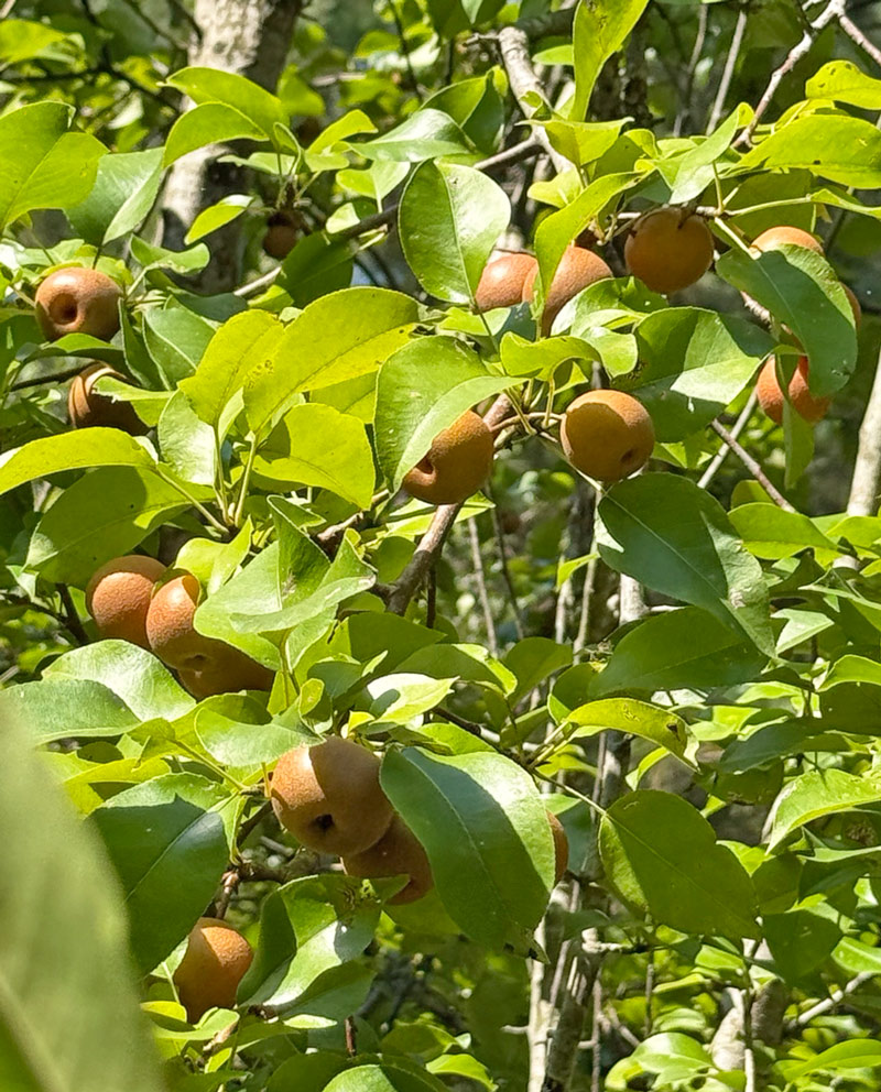 genetic treasure hunting: weird pear seedling edition