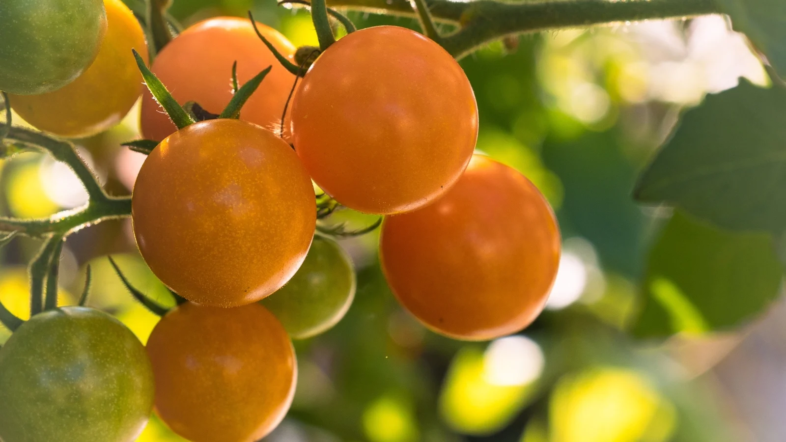 a close-up shot of orange-gold colored fruits on vines and alongside leaves in a well lit area