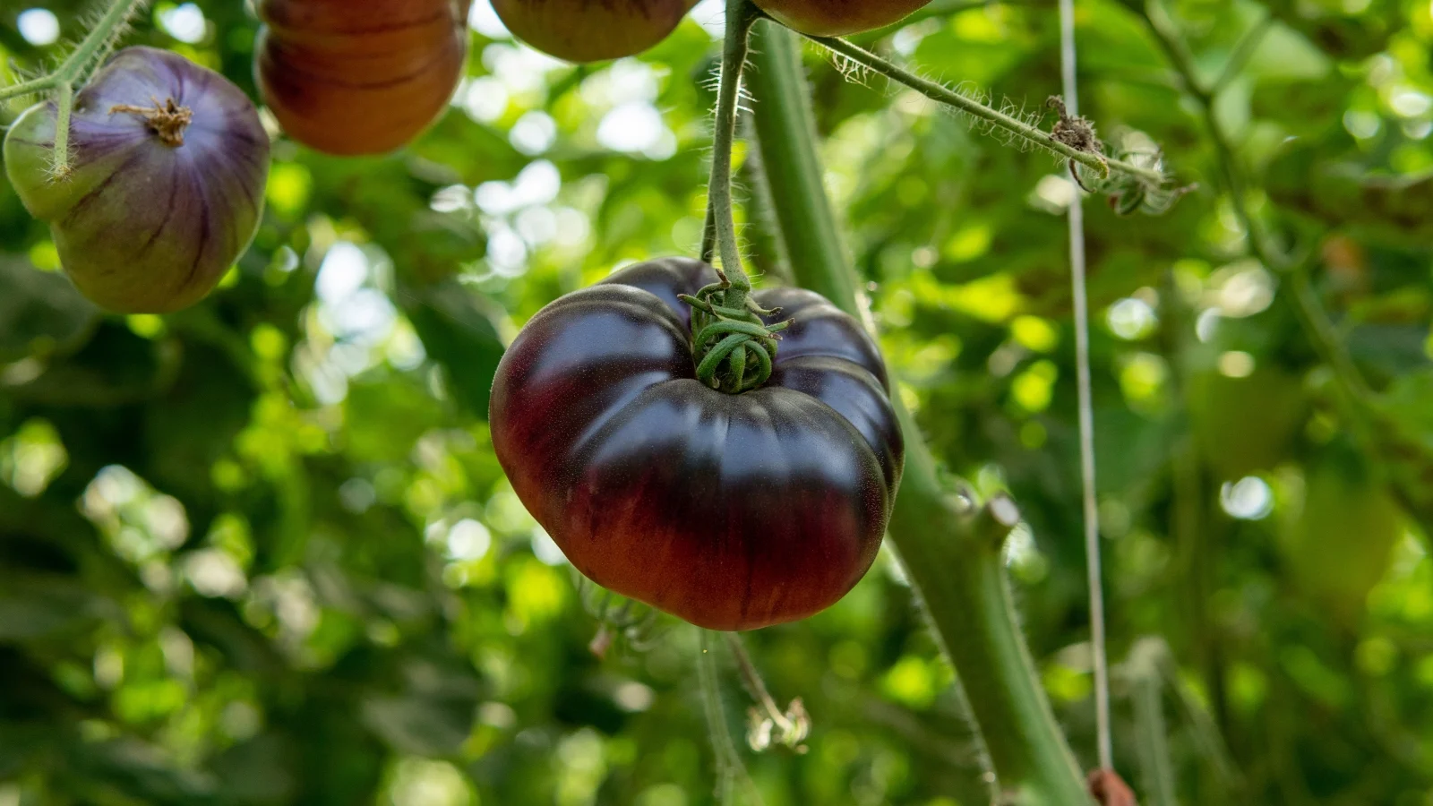 deep reddish-purple fruits with a slightly flattened shape and greenish shoulders among dark green leaves.