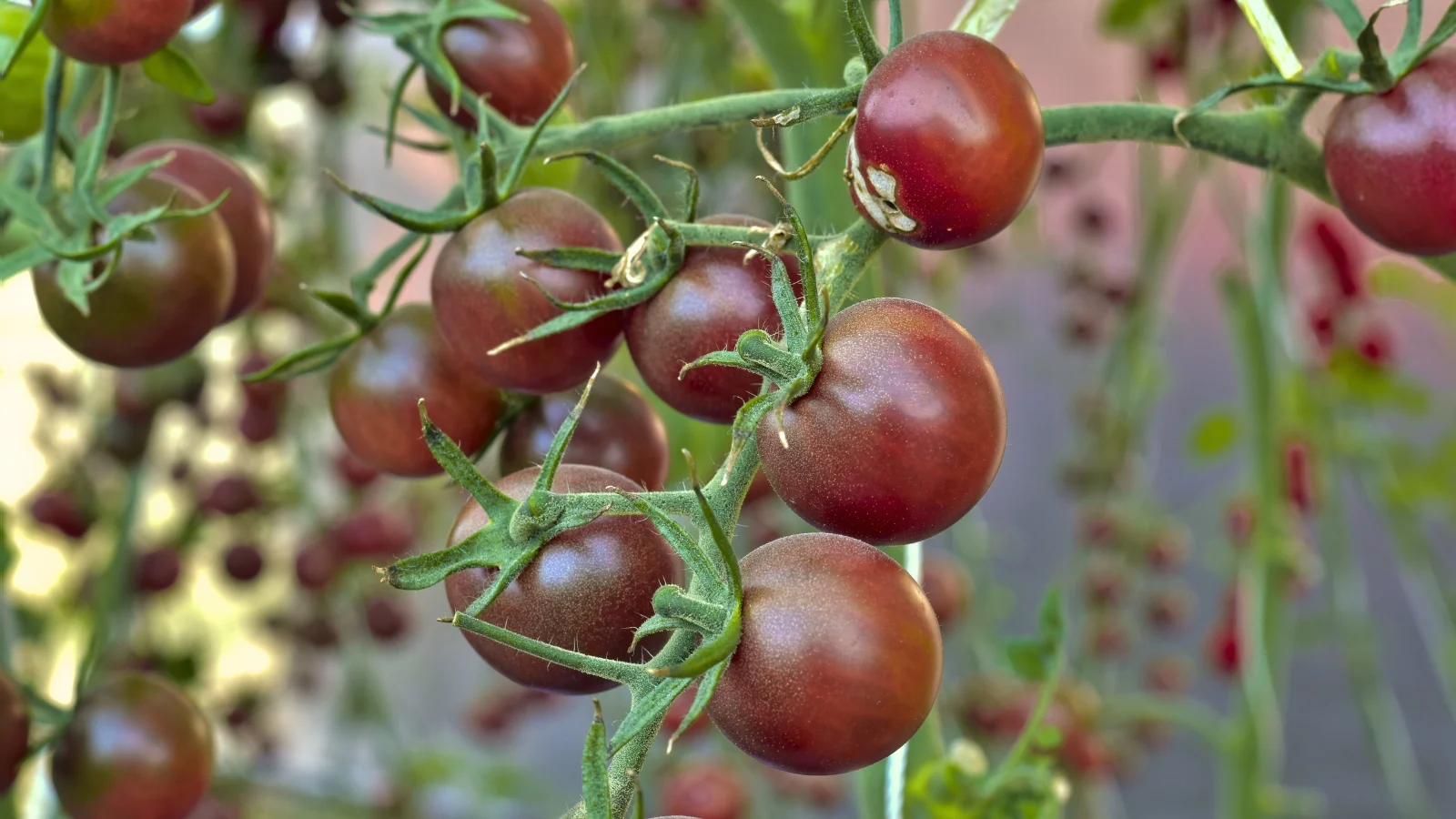small, dark red, round fruits on sprawling vines with dark green leaves and thick, trailing stems. all situated in a well lit area