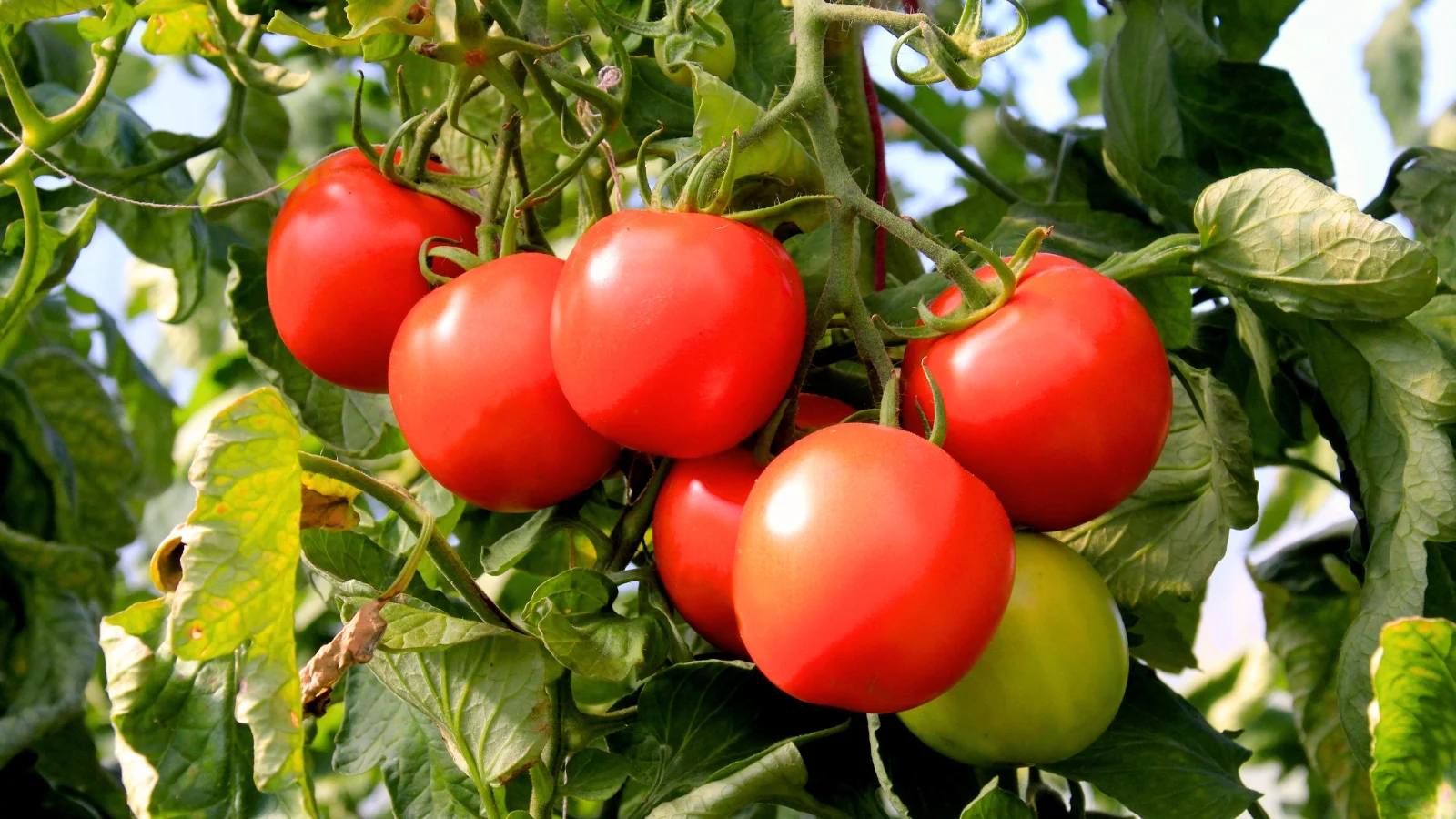 compact plants with sturdy stems and clusters of round, red fruits hanging among deep green, lobed leaves.