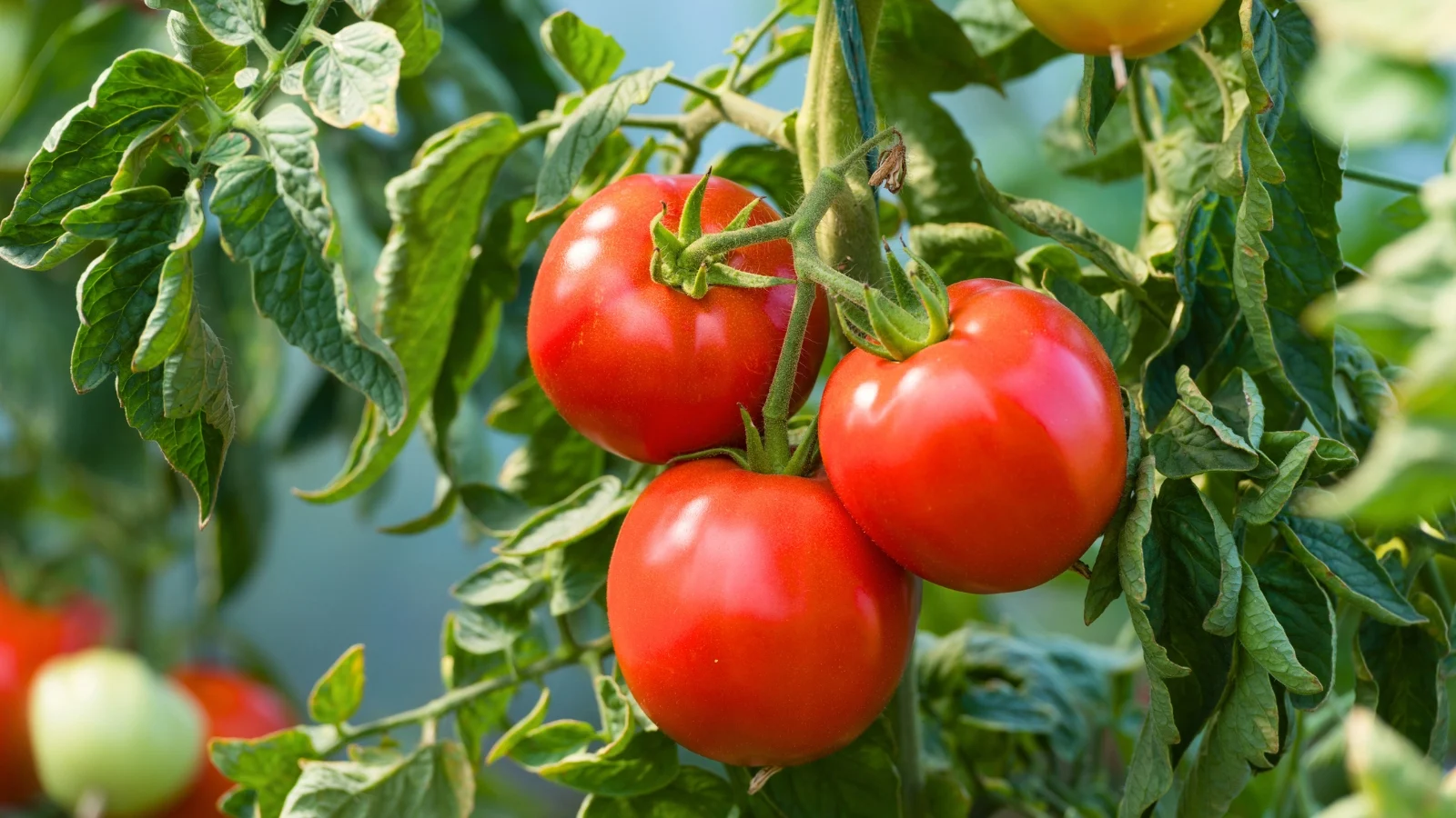smooth, medium-sized red fruits nestle among sturdy branches, vines, and dark green foliage, in a well lit area