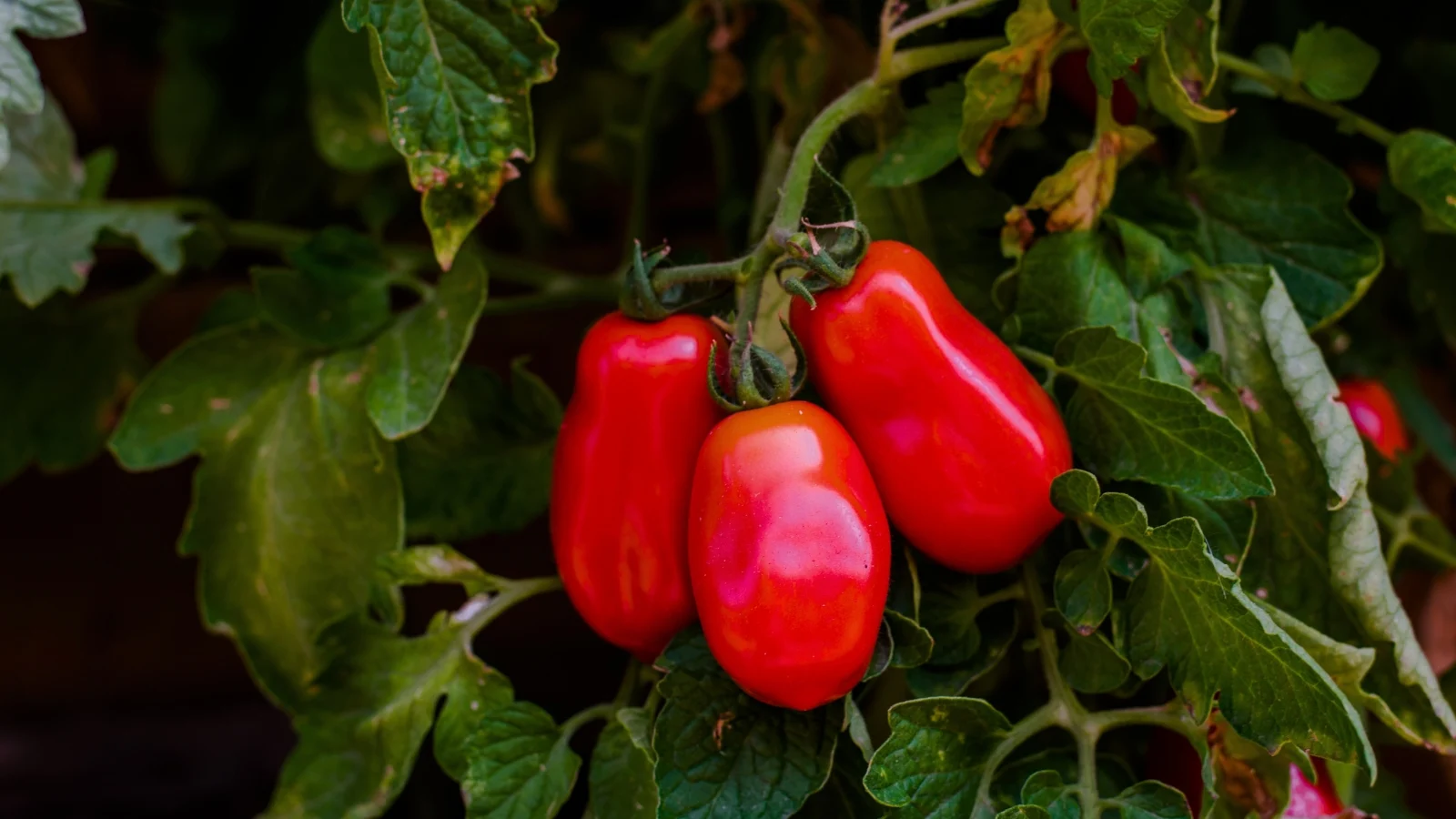 a cluster of three ripe, glossy, elongated red fruits on a vine surrounded by deep green, serrated leaves.
