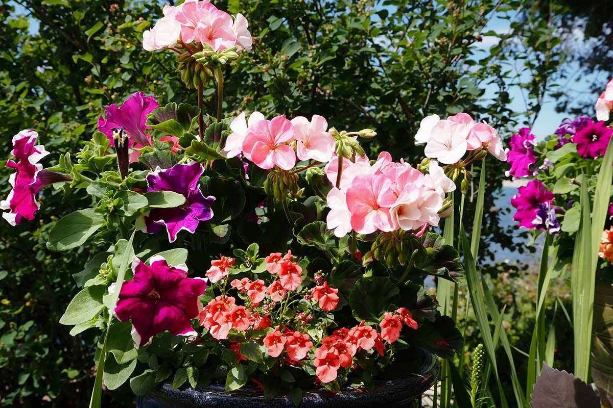 a close up horizontal image of vibrant red diascia growing in a pot of mixed blooms.