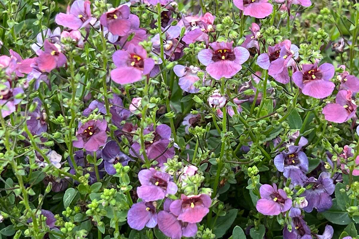 a close up horizontal image of light purple piccadilly denim blue growing in the garden.