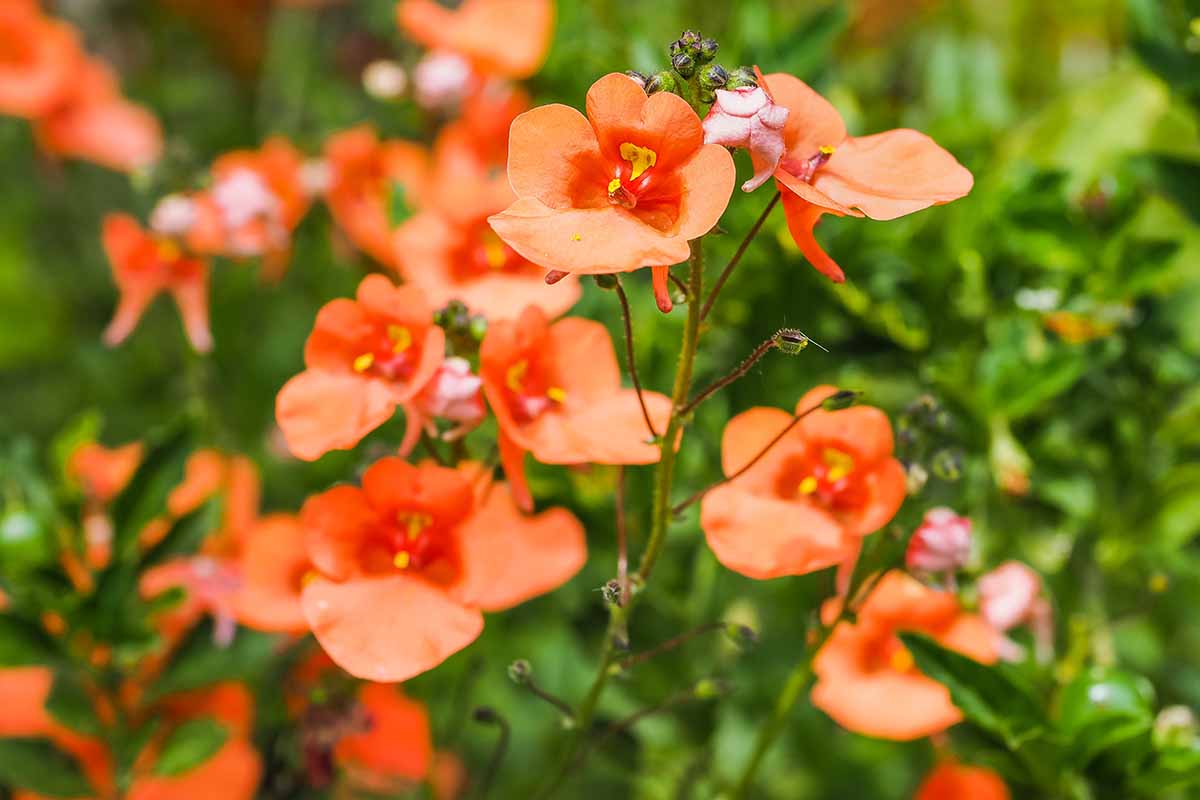 a horizontal image of orange 'little tango' twinspur growing in the garden pictured in bright sunshine on a soft focus background.