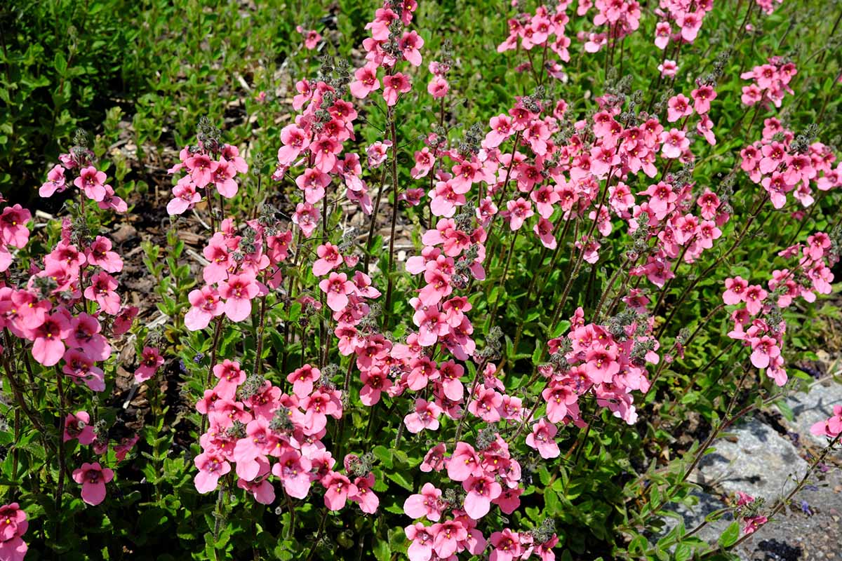 a horizontal image of 'daydream' pink flowers growing in the garden pictured in bright sunshine.