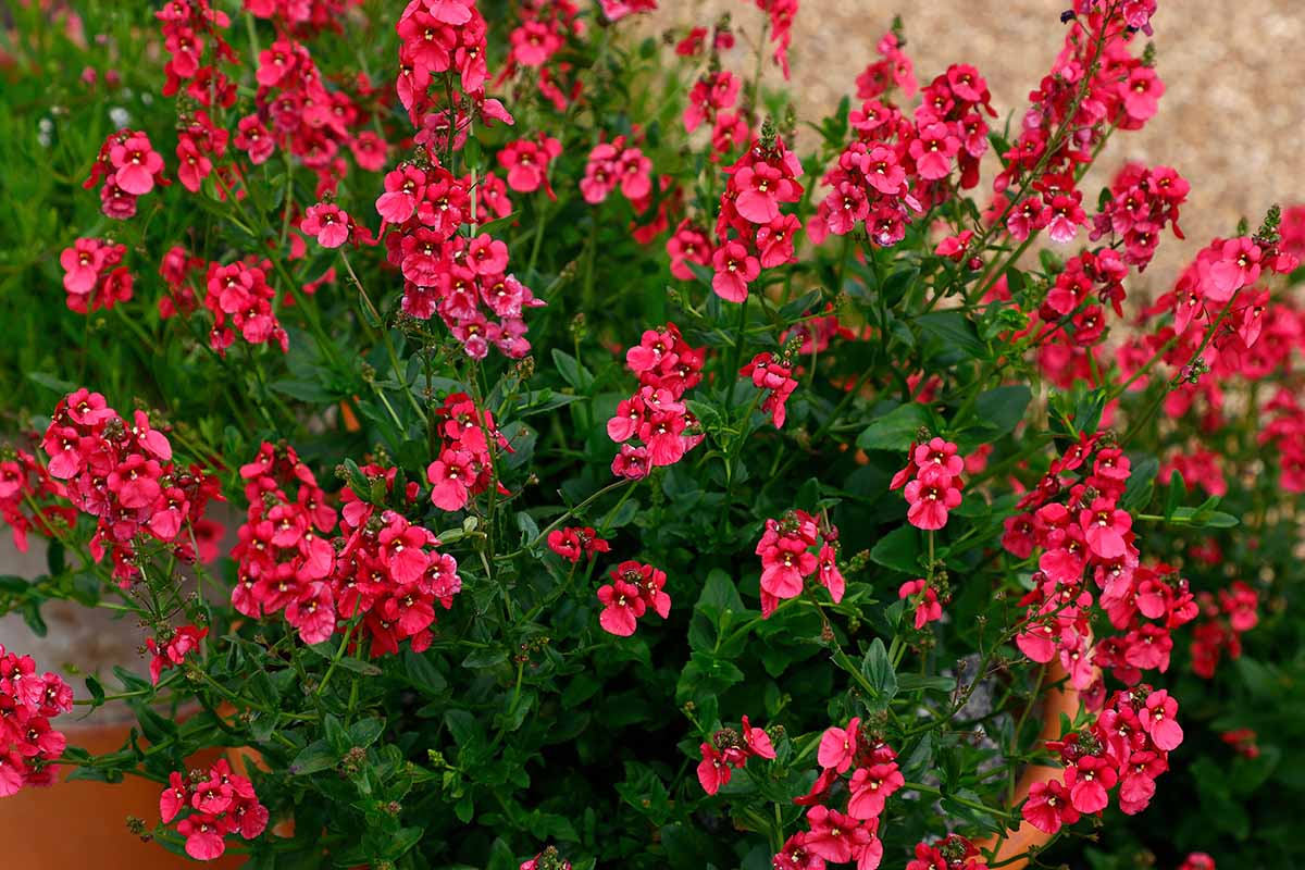 a close up horizontal image of 'monhop pink' flowers growing in the garden.