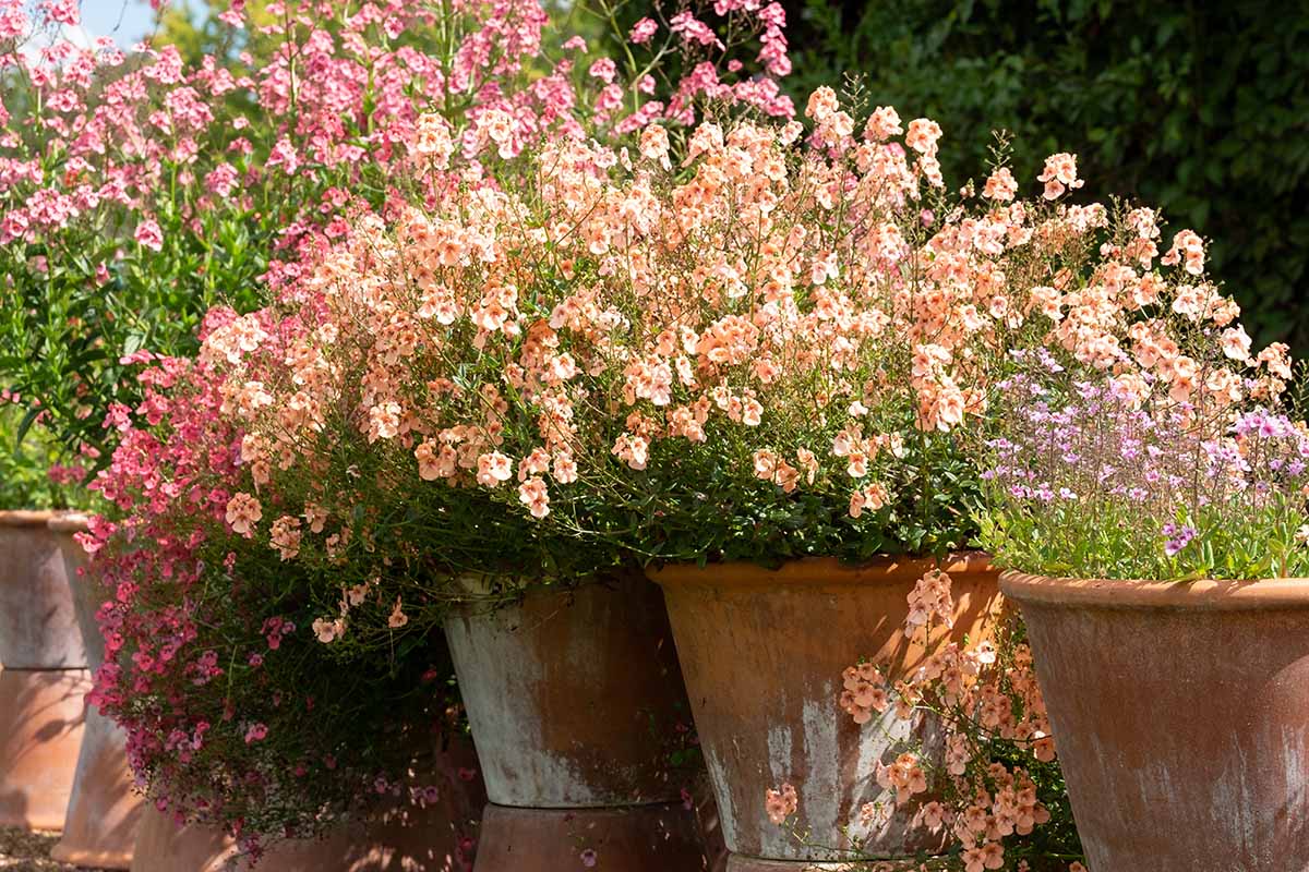 a close up horizontal image of pink and apricot diascia flowers growing in terra cotta pots pictured in bright sunshine.