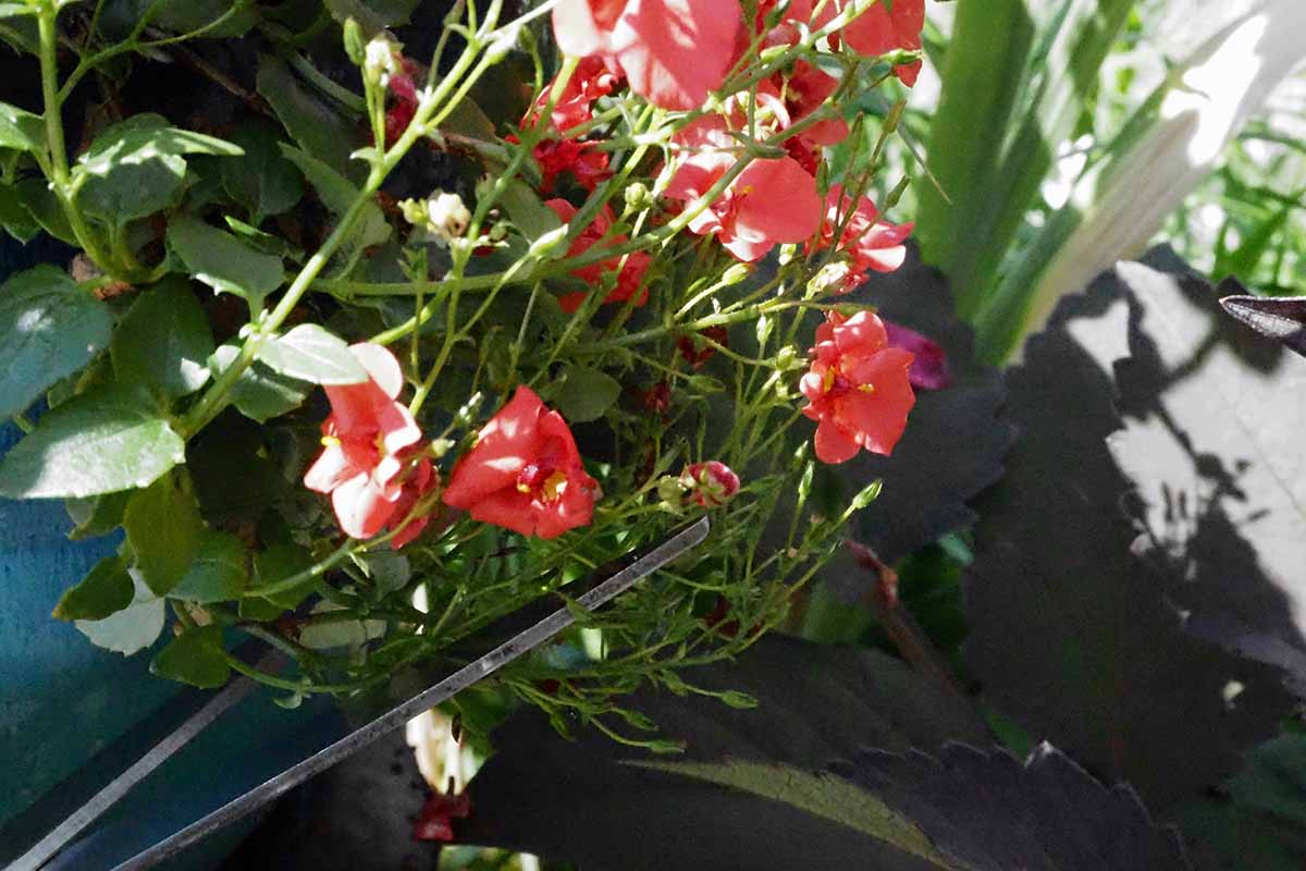 a close up horizontal image of the blades of a pair of scissors shearing flowering plants.