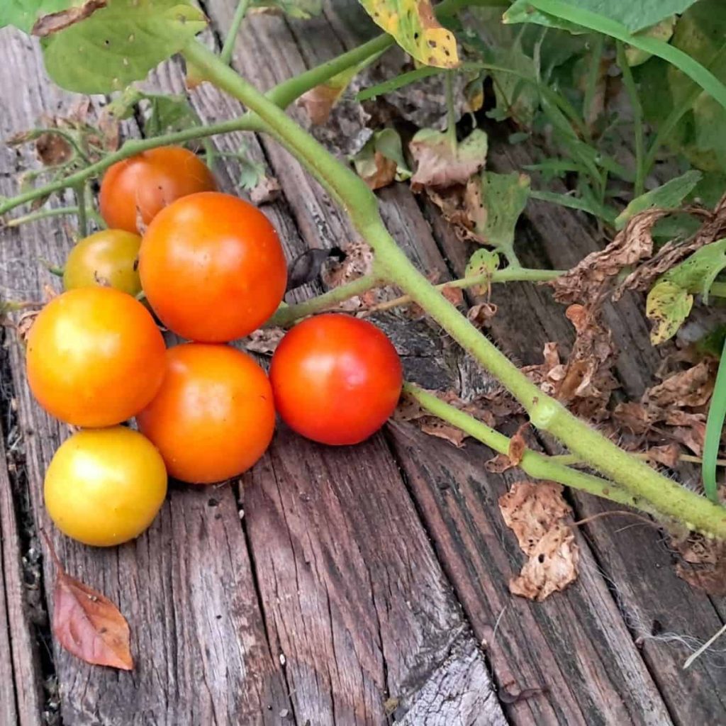 cherry tomatoes on the deck