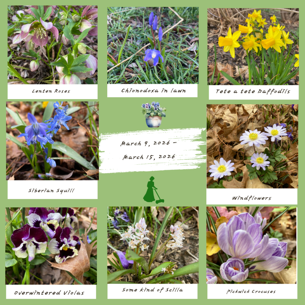 garden bloggers' bloom day - march 2026 - carol j. michel 14 garden bloggers' bloom day - march 2026 - carol j. michel