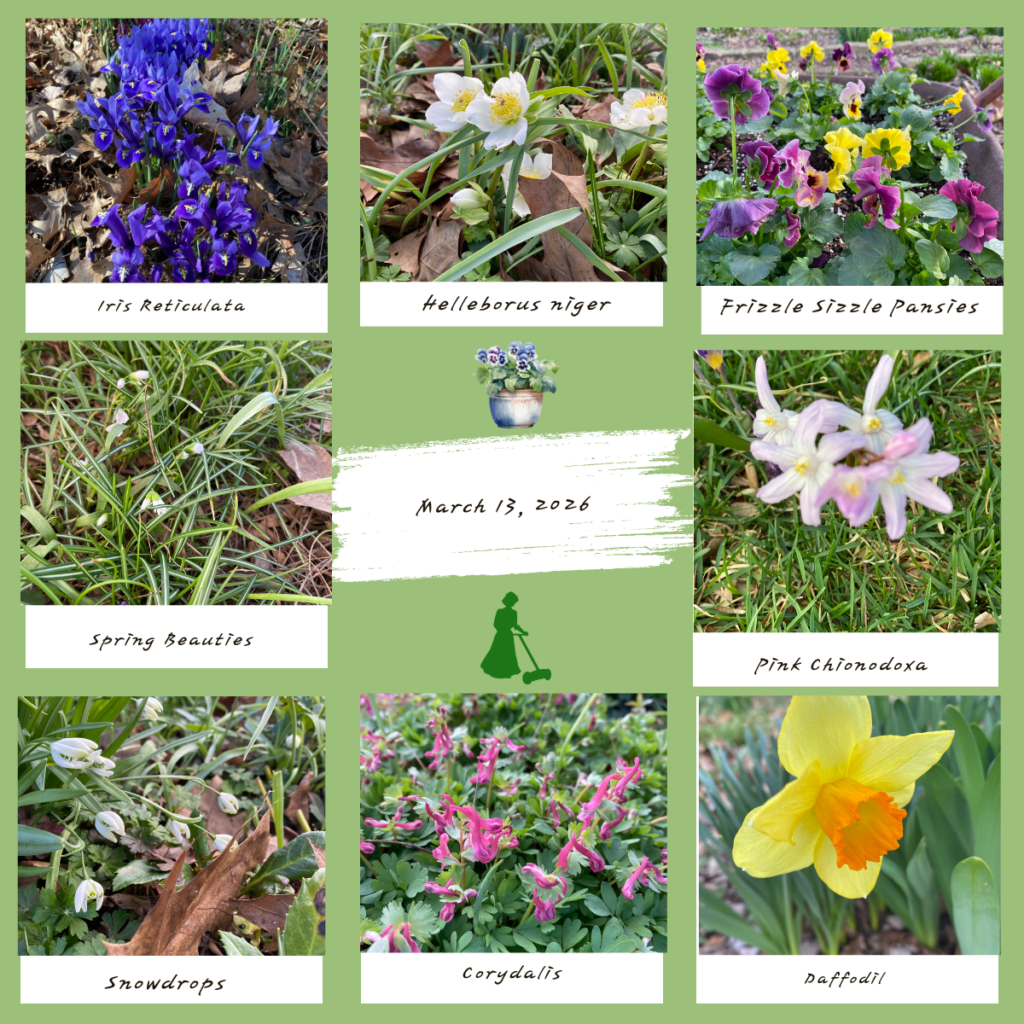 garden bloggers' bloom day - march 2026 - carol j. michel 15 garden bloggers' bloom day - march 2026 - carol j. michel