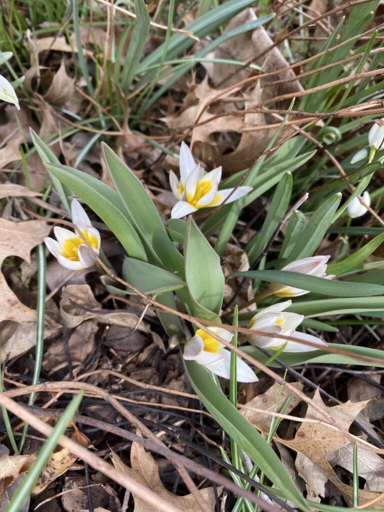 garden bloggers' bloom day - march 2026 - carol j. michel 18 garden bloggers' bloom day - march 2026 - carol j. michel