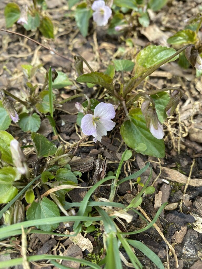 garden bloggers' bloom day - march 2026 - carol j. michel 17 garden bloggers' bloom day - march 2026 - carol j. michel