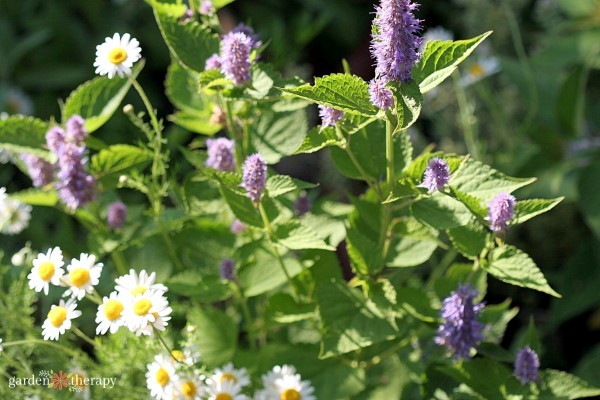 chamomile, anise hyssop, and harvested herbs (via www.gardentherapy.ca) flowering herbs for small spaces