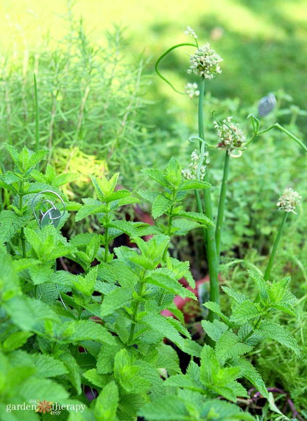 grow your own perennial herb container garden 18 perennial herbs to grow in containers