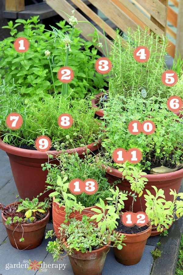 container herb garden - growing perennial herbs (via www.gardentherapy.ca) perennial herb garden map