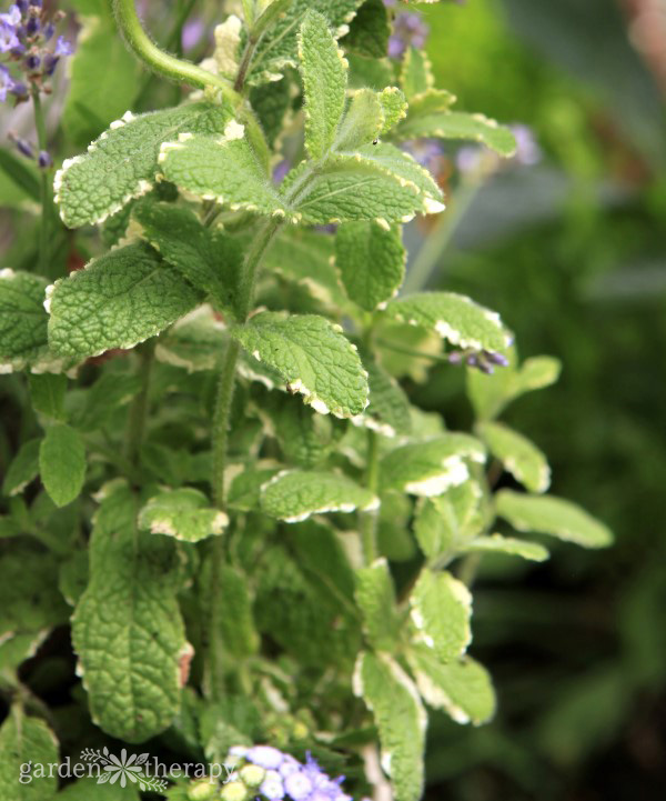 grow your own perennial herb container garden 22 mint plant with variegated leaves growing in a garden