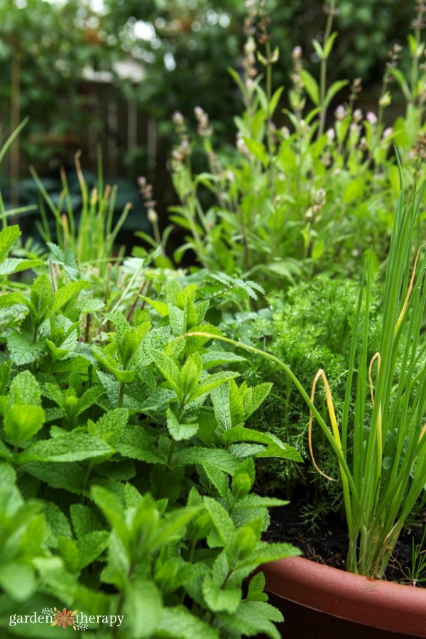 grow your own perennial herb container garden 20 perennial herbs