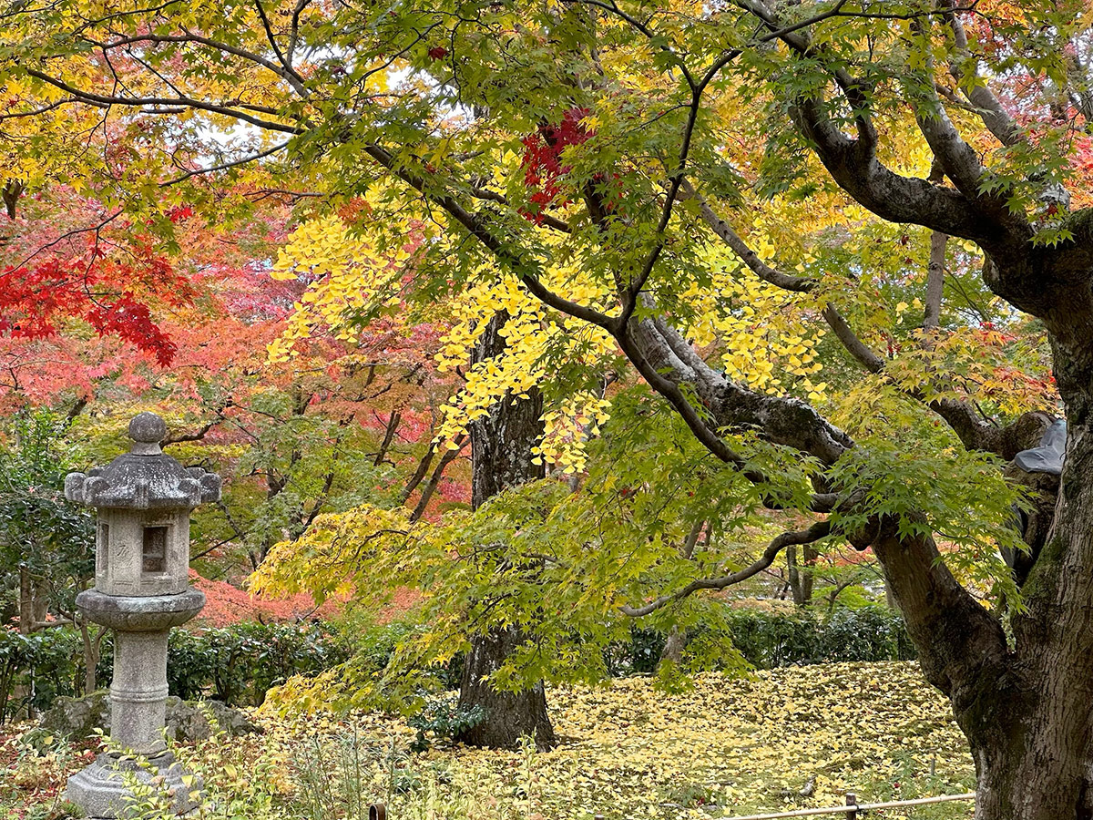 vibrant fall foliage